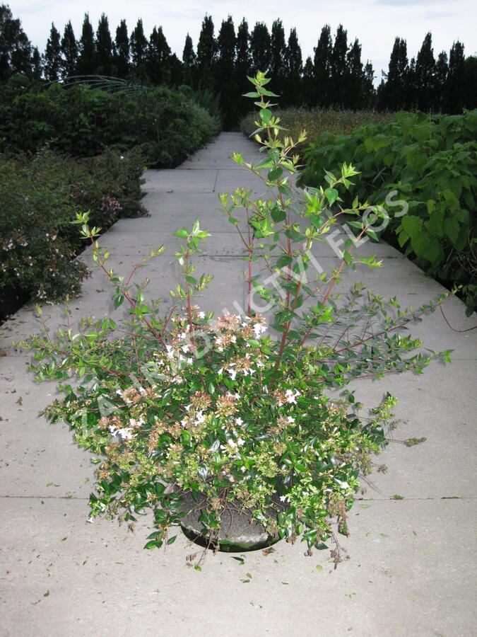 Abélie velkokvětá - Abelia grandiflora