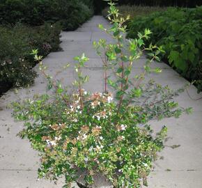 Abélie velkokvětá