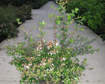 Abélie velkokvětá