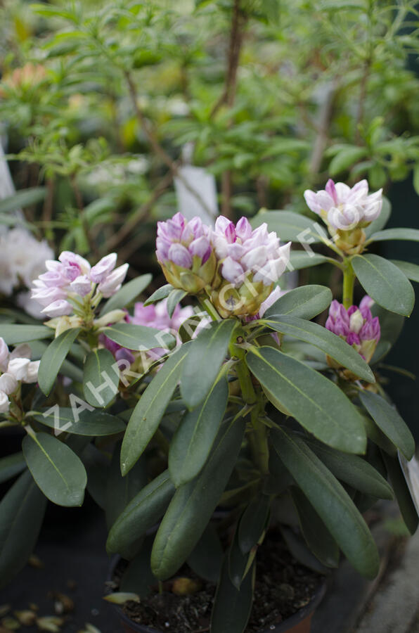 Pěnišník 'Schneekrone' - Rhododendron (Y) 'Schneekrone'