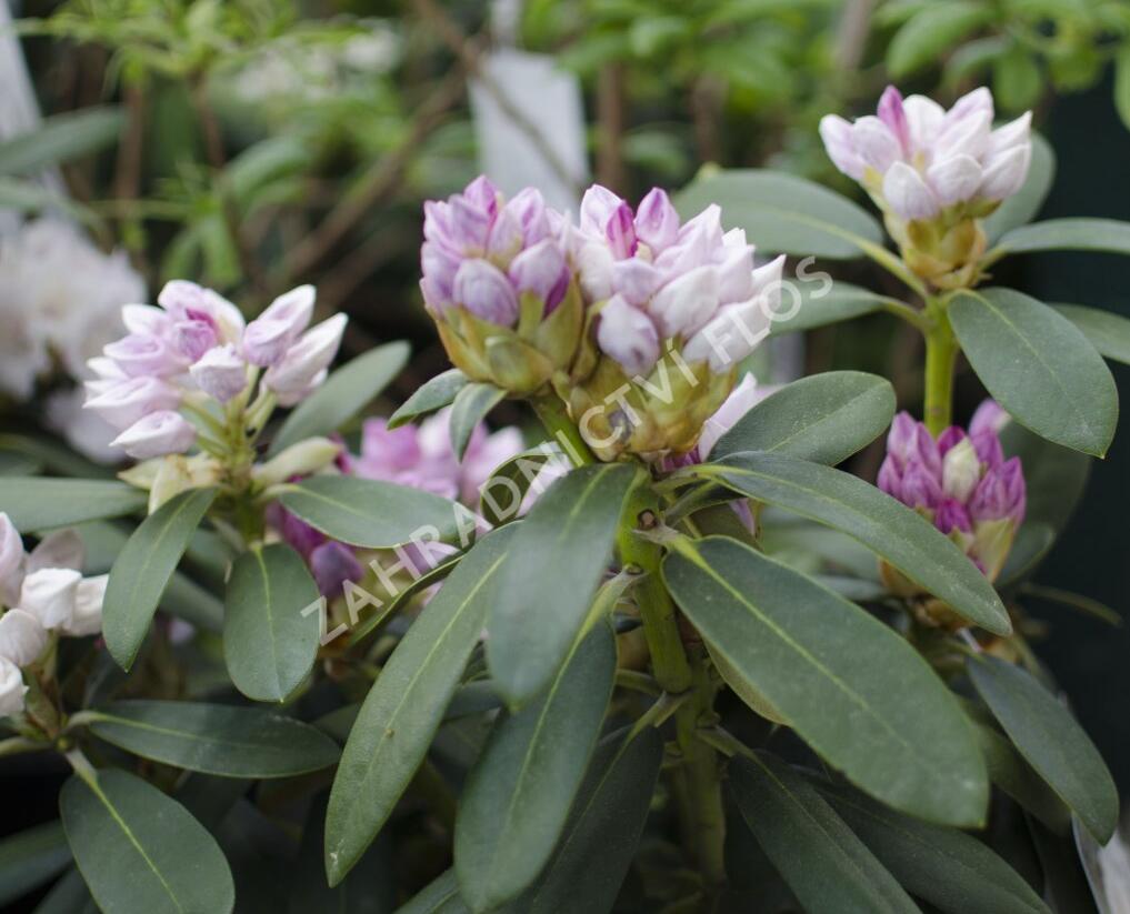 Pěnišník 'Schneekrone' - Rhododendron (Y) 'Schneekrone'