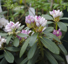 Pěnišník 'Schneekrone' - Rhododendron (Y) 'Schneekrone'