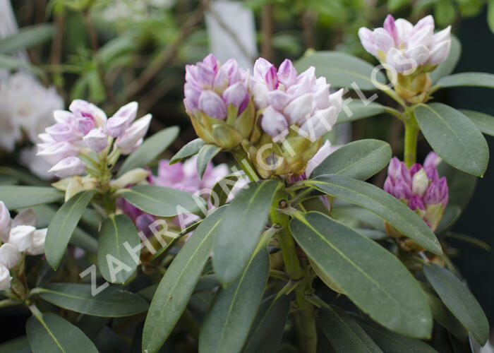 Pěnišník 'Schneekrone' - Rhododendron (Y) 'Schneekrone'