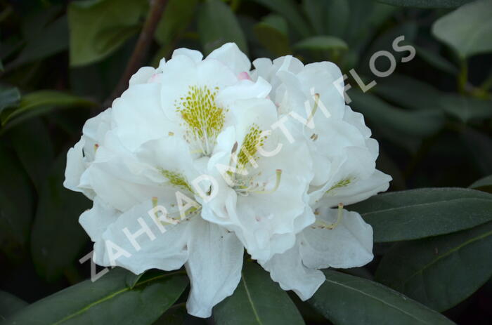 Pěnišník 'Schneekrone' - Rhododendron (Y) 'Schneekrone'