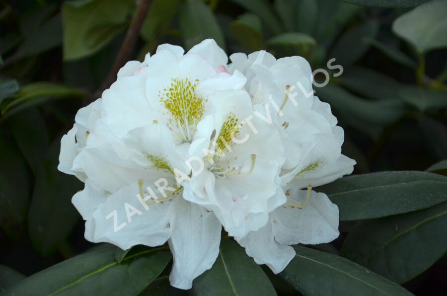 Pěnišník 'Schneekrone' - Rhododendron (Y) 'Schneekrone'