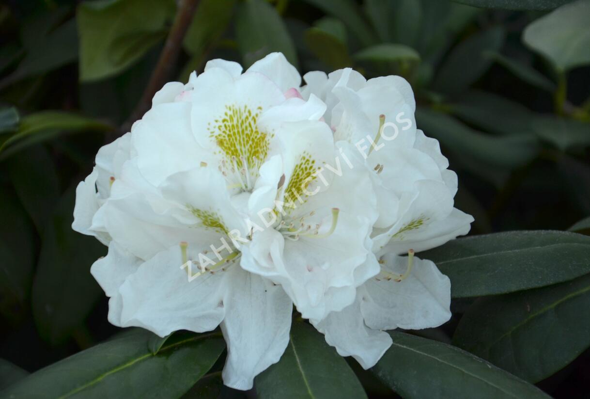 Pěnišník 'Schneekrone' - Rhododendron (Y) 'Schneekrone'