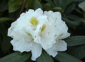Pěnišník 'Schneekrone' - Rhododendron (Y) 'Schneekrone'