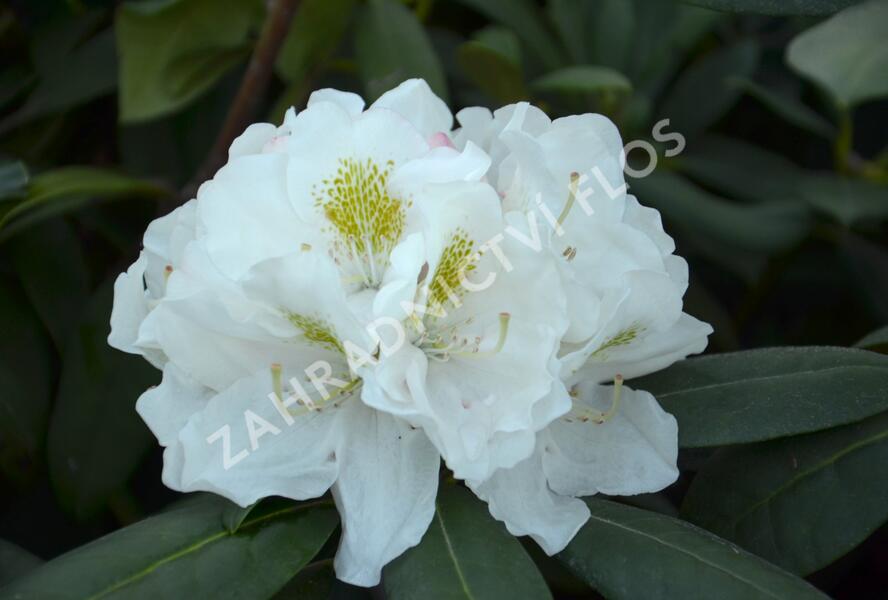 Pěnišník 'Schneekrone' - Rhododendron (Y) 'Schneekrone'