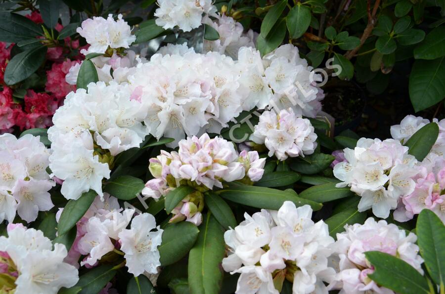 Pěnišník 'Schneekrone' - Rhododendron (Y) 'Schneekrone'