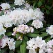 Pěnišník 'Schneekrone' - Rhododendron (Y) 'Schneekrone'