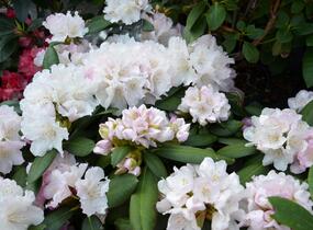 Pěnišník 'Schneekrone' - Rhododendron (Y) 'Schneekrone'