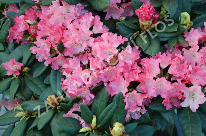 Pěnišník 'Astrid' - Rhododendron (Y) 'Astrid'