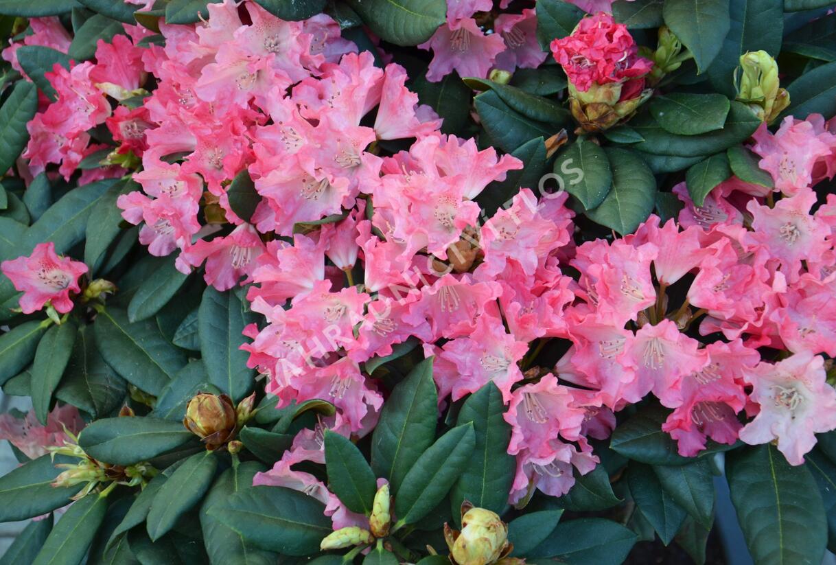 Pěnišník 'Astrid' - Rhododendron (Y) 'Astrid'