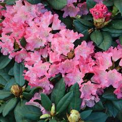 Pěnišník 'Astrid' - Rhododendron (Y) 'Astrid'