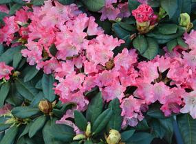 Pěnišník 'Astrid' - Rhododendron (Y) 'Astrid'