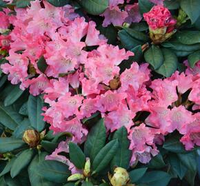 Pěnišník 'Astrid' - Rhododendron (Y) 'Astrid'