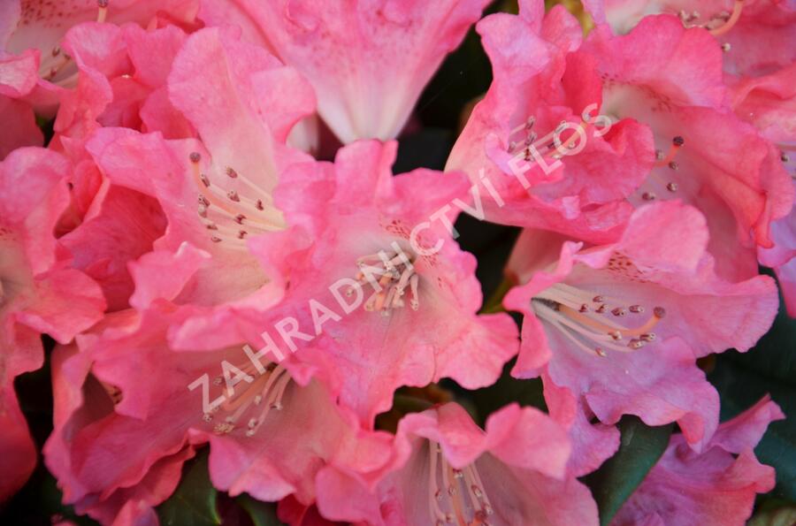 Pěnišník 'Astrid' - Rhododendron (Y) 'Astrid'