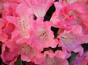 Pěnišník 'Astrid' - Rhododendron (Y) 'Astrid'