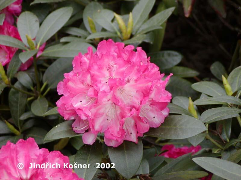Pěnišník 'Anuschka' - Rhododendron (Y) 'Anuschka'