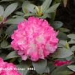 Pěnišník 'Anuschka' - Rhododendron (Y) 'Anuschka'