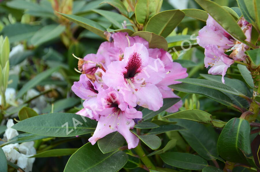 Pěnišník 'Kokardia' - Rhododendron (T) 'Kokardia'