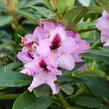 Pěnišník 'Kokardia' - Rhododendron (T) 'Kokardia'
