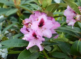Pěnišník 'Kokardia' - Rhododendron (T) 'Kokardia'