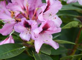 Pěnišník 'Kokardia' - Rhododendron (T) 'Kokardia'