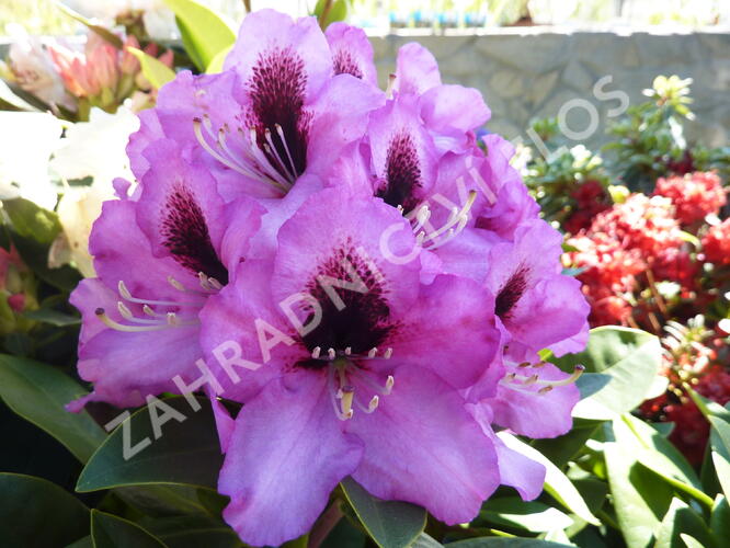 Pěnišník 'Kokardia' - Rhododendron (T) 'Kokardia'