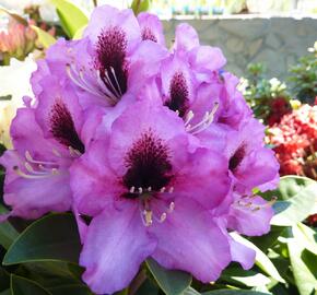 Pěnišník 'Kokardia' - Rhododendron (T) 'Kokardia'