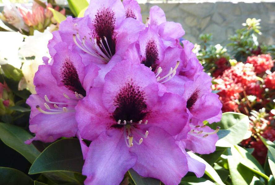 Pěnišník 'Kokardia' - Rhododendron (T) 'Kokardia'