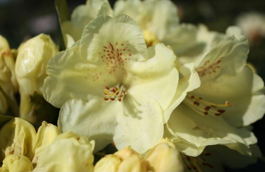 Pěnišník 'Goldkrone' - Rhododendron (T) 'Goldkrone'