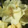 Pěnišník 'Goldkrone' - Rhododendron (T) 'Goldkrone'