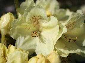 Pěnišník 'Goldkrone' - Rhododendron (T) 'Goldkrone'
