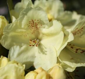 Pěnišník 'Goldkrone' - Rhododendron (T) 'Goldkrone'