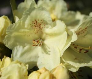 Pěnišník 'Goldkrone' - Rhododendron (T) 'Goldkrone'