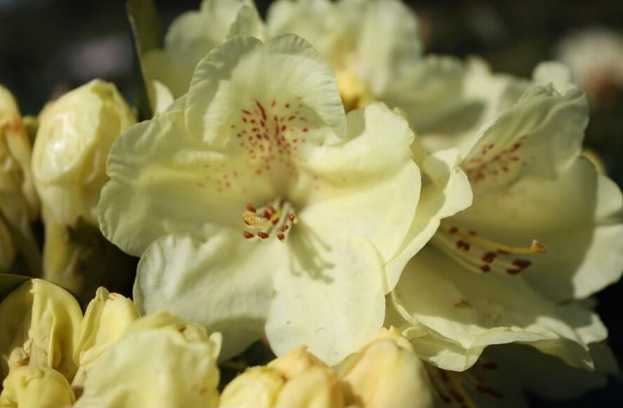Pěnišník 'Goldkrone' - Rhododendron (T) 'Goldkrone'