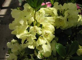 Pěnišník 'Goldkrone' - Rhododendron (T) 'Goldkrone'
