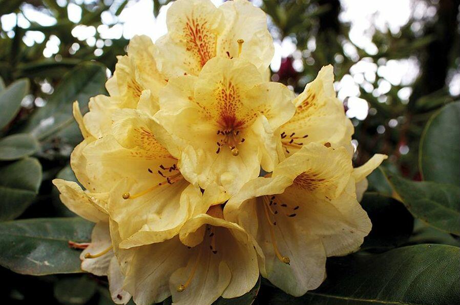 Pěnišník 'Goldbukett' - Rhododendron (T) 'Goldbukett'