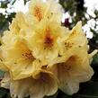 Pěnišník 'Goldbukett' - Rhododendron (T) 'Goldbukett'