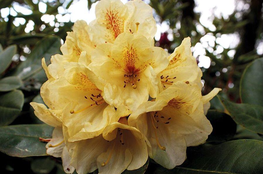 Pnink 'Goldbukett' - Rhododendron (T) 'Goldbukett' | Zahradnictv FLOS
