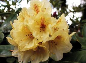 Pěnišník 'Goldbukett' - Rhododendron (T) 'Goldbukett'