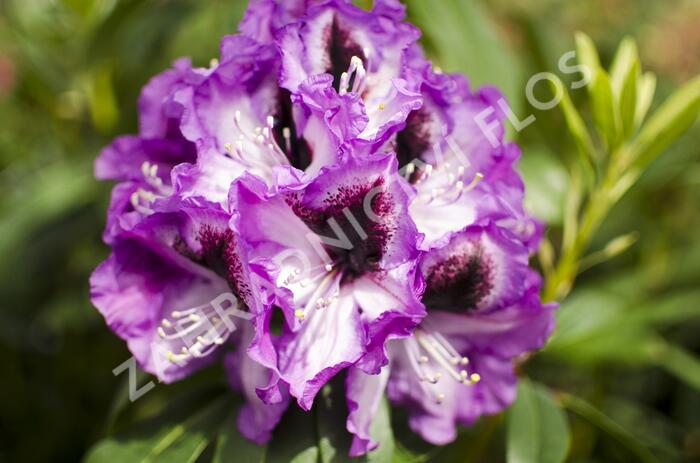Pěnišník 'Azurro' - Rhododendron (T) 'Azurro'