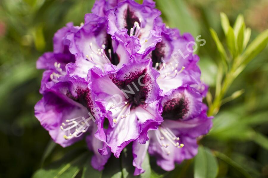 Pěnišník 'Azurro' - Rhododendron (T) 'Azurro'