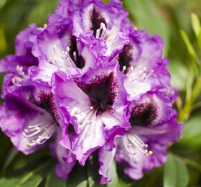 Pěnišník 'Azurro' - Rhododendron (T) 'Azurro'