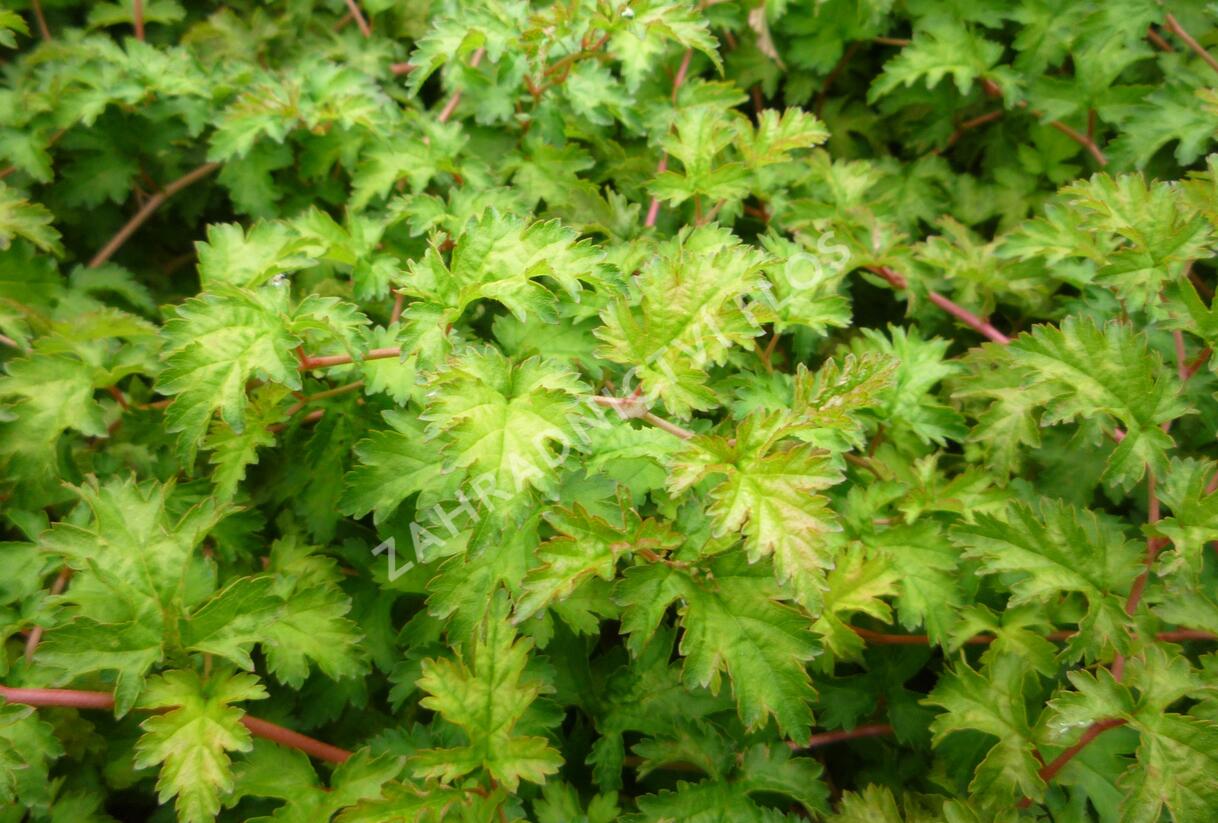 Korunatka klaná 'Crispa' - Stephanandra incisa 'Crispa'