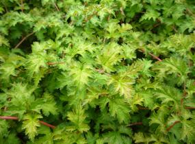 Korunatka klaná 'Crispa' - Stephanandra incisa 'Crispa'