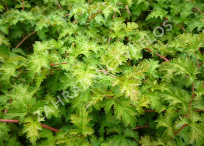 Korunatka klaná 'Crispa' - Stephanandra incisa 'Crispa'