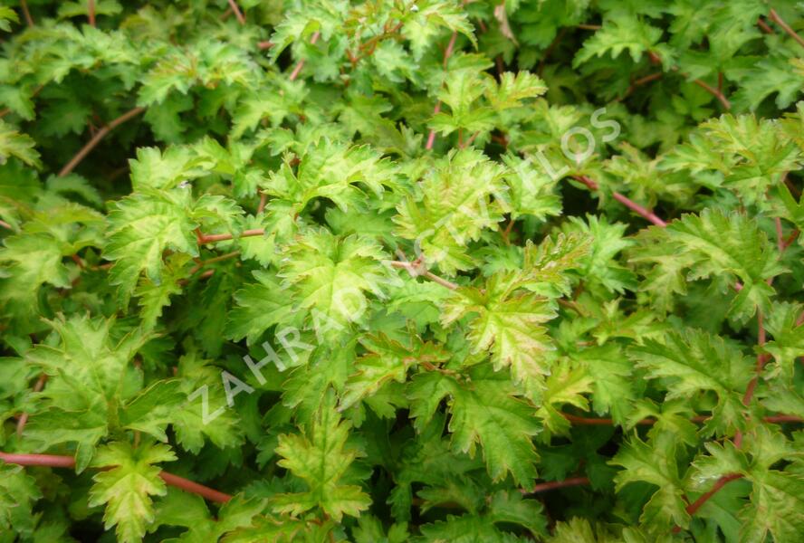 Korunatka klaná 'Crispa' - Stephanandra incisa 'Crispa'