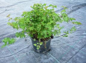 Korunatka klaná 'Crispa' - Stephanandra incisa 'Crispa'